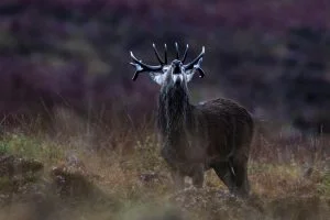 Hurlement d'un cerf lors du brame, île de Jura, écosse - Howling of a Red Deer during the rut, Jura island, scotland / Cervus Elaphus