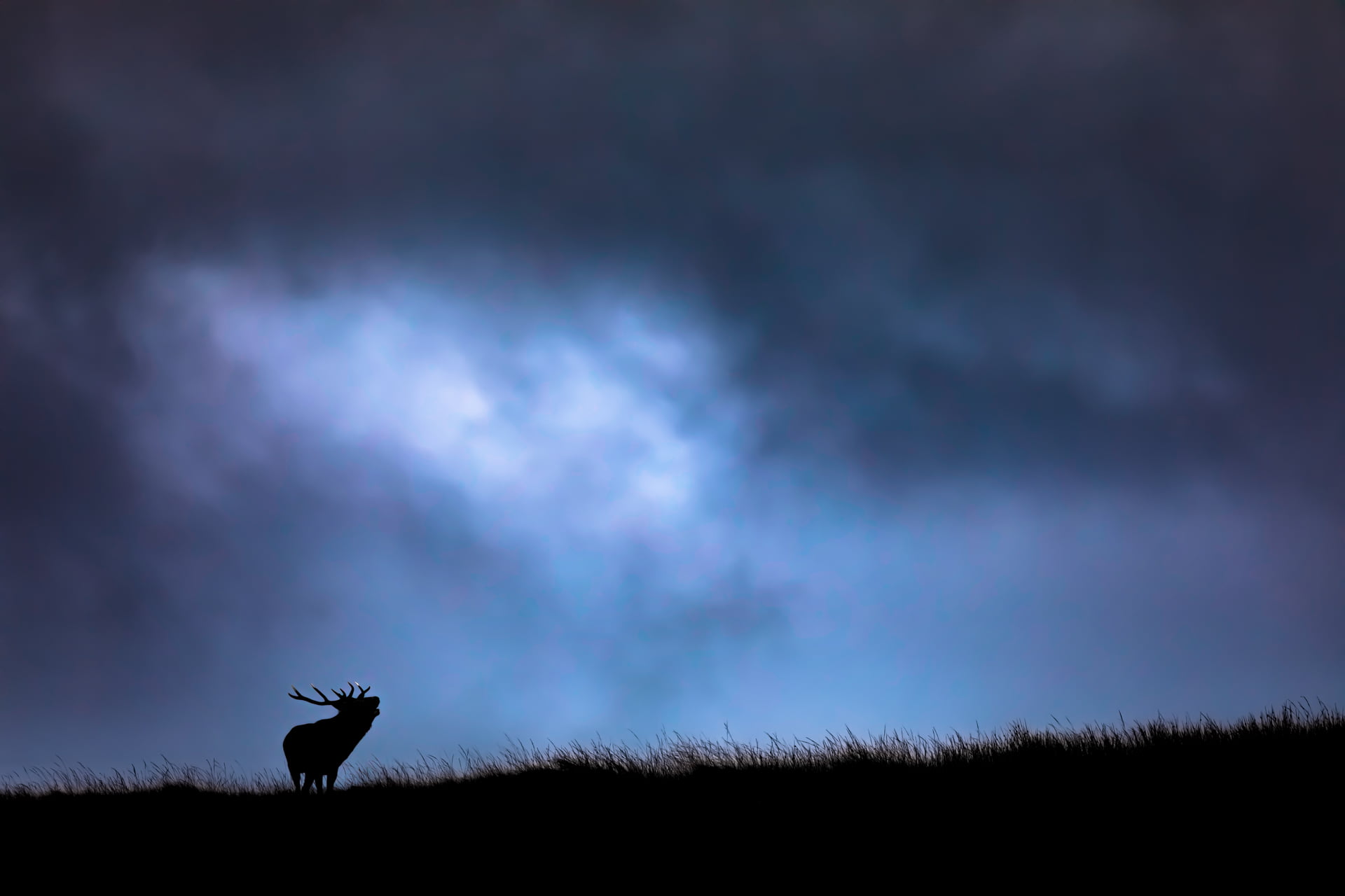 Hurlement d'un cerf lors du brame avec un arrière plan nuageux, île de Jura, écosse - Howling of a Red Deer during the rut with a cloudy background, Jura island, scotland / Cervus Elaphus