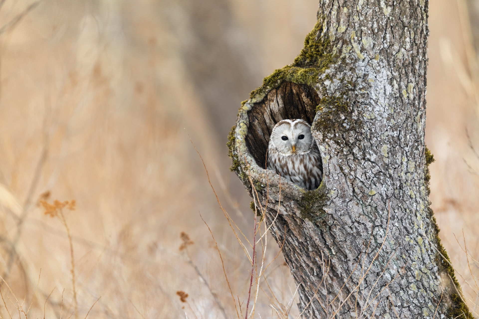 Chouette de l'Oural est dans le trou d'un arbre, Hokkaido, Japon - Ural Owl is in a hole tree, Hokkaido, Japan / Strix uralensis