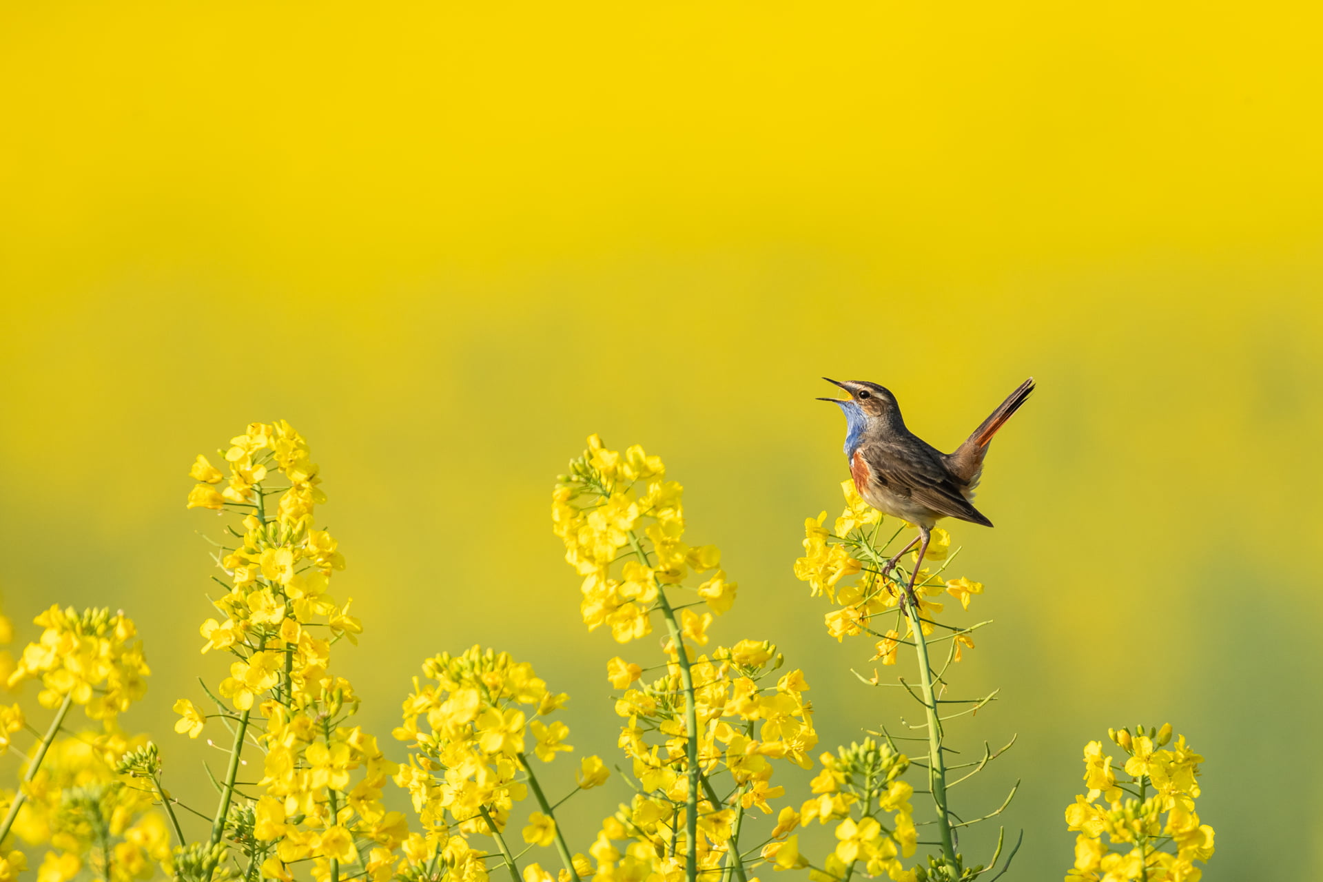 Gorgebleue à miroir chante dans un champ de colza, Baie de somme - Bluethroat sings in a rapeseed field, Baie de somme / Luscinia svecica