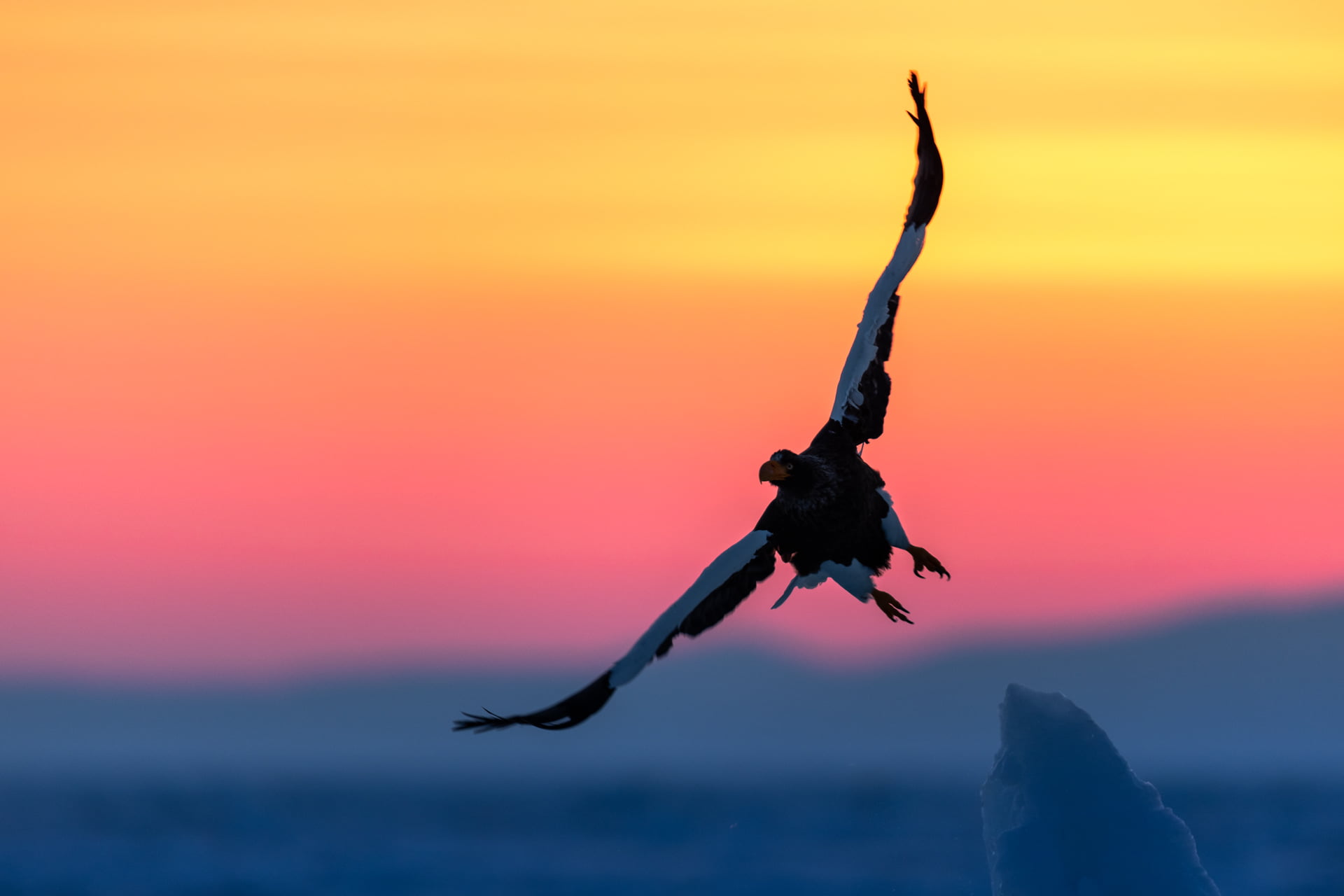 Pygargue de Steller s'envole depuis un glacier lors d'un lever de solei, Hokkaido, Japon - Steller's Sea Eagle flies away from a glacier during a sunrise, Hokkaido, Japan / Haliaeetus pelagicus