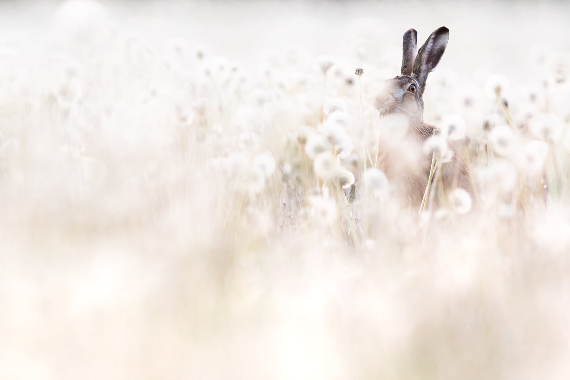 Lièvre d'Europe mange dans un champ de pissenlit, France - European hare eats in a dandelion field, France / Lepus europaeus