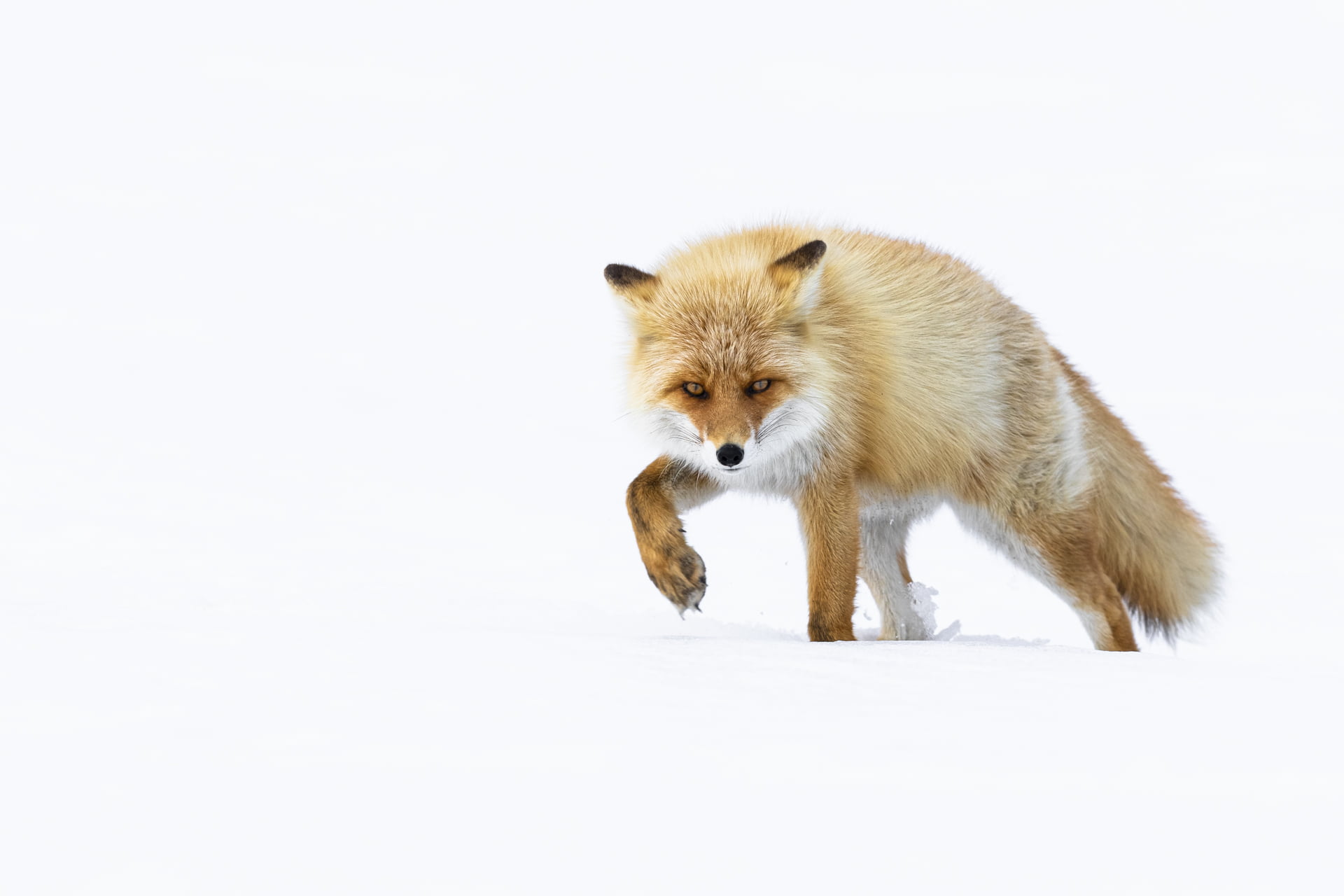 Face à face avec un renard roux, Hokkaido, Japon - Face to Face with a red fox, Hokkaido, Japan / Vulpes Vulpes