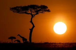 Silhouette d'une girafe dans la savane, Kenya - Silhouette of a giraffe in the savannah, Kenya / Giraffa camelopardalis