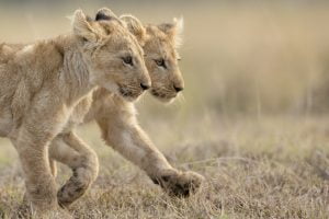 Deux lions jouent ensemble dans la savane, Kenya - Two lions are playing together in the savannah, Kenya / Panthera leo