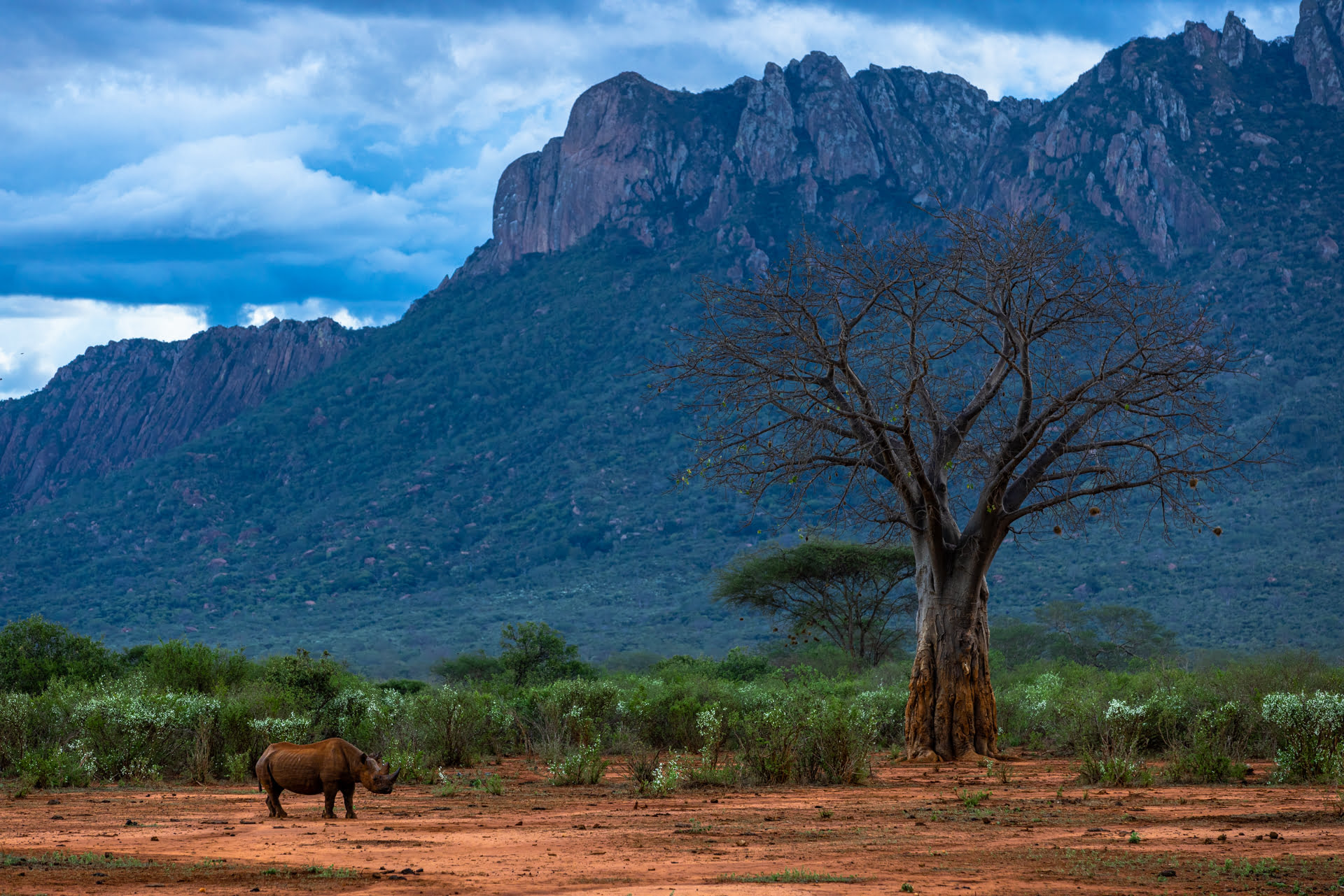 Un Rhinocéros noir se repose dans la réserve de Tsavo ouest, Kenya - A black rhinoceros rests in the Tsavo West Game Reserve, Kenya / Diceros bicornis