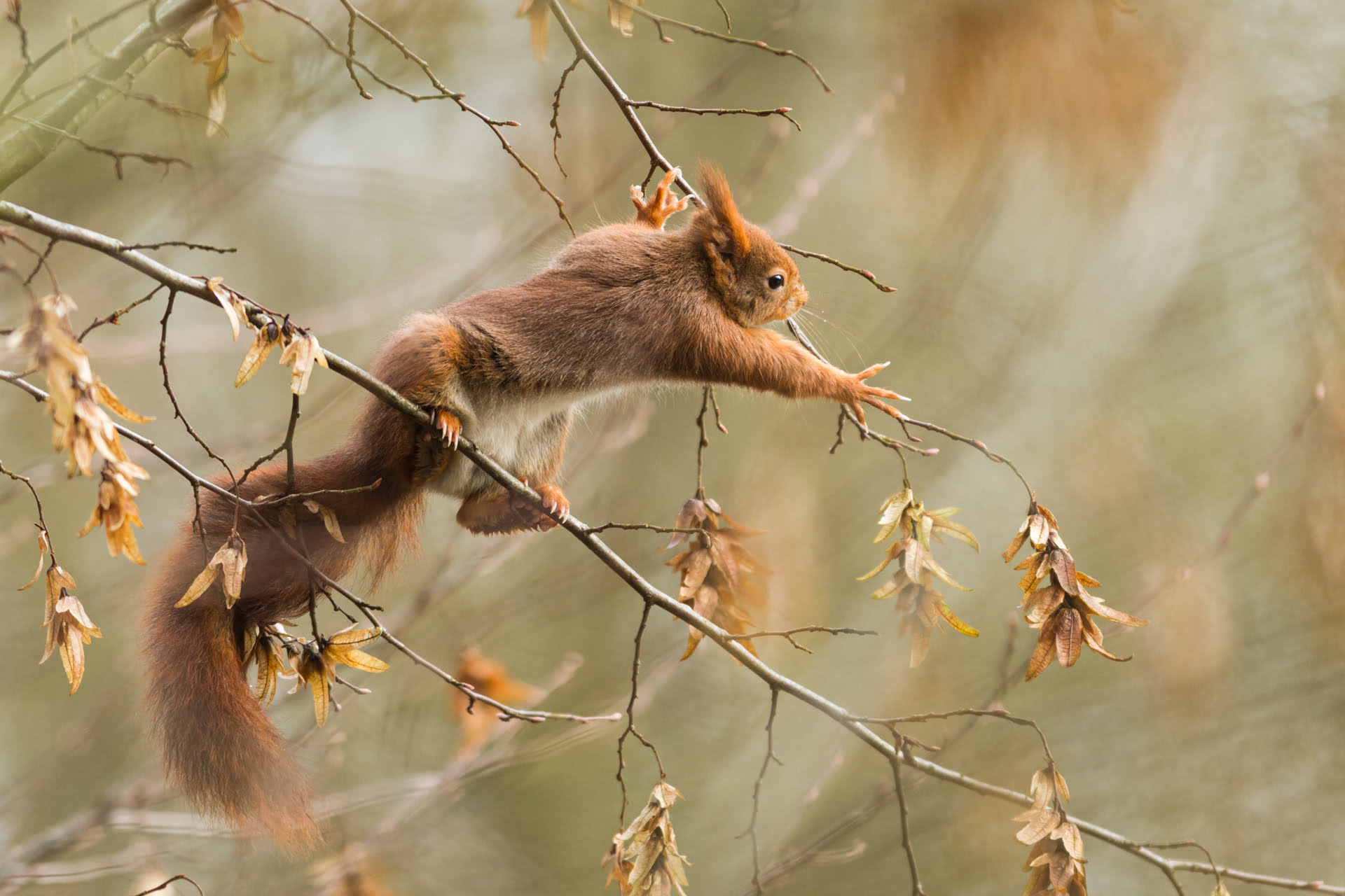 Un écureuil roux mange dans un arbre en automne, France - A red squirrel eats from a tree in autumn, France / Sciurus vulgaris