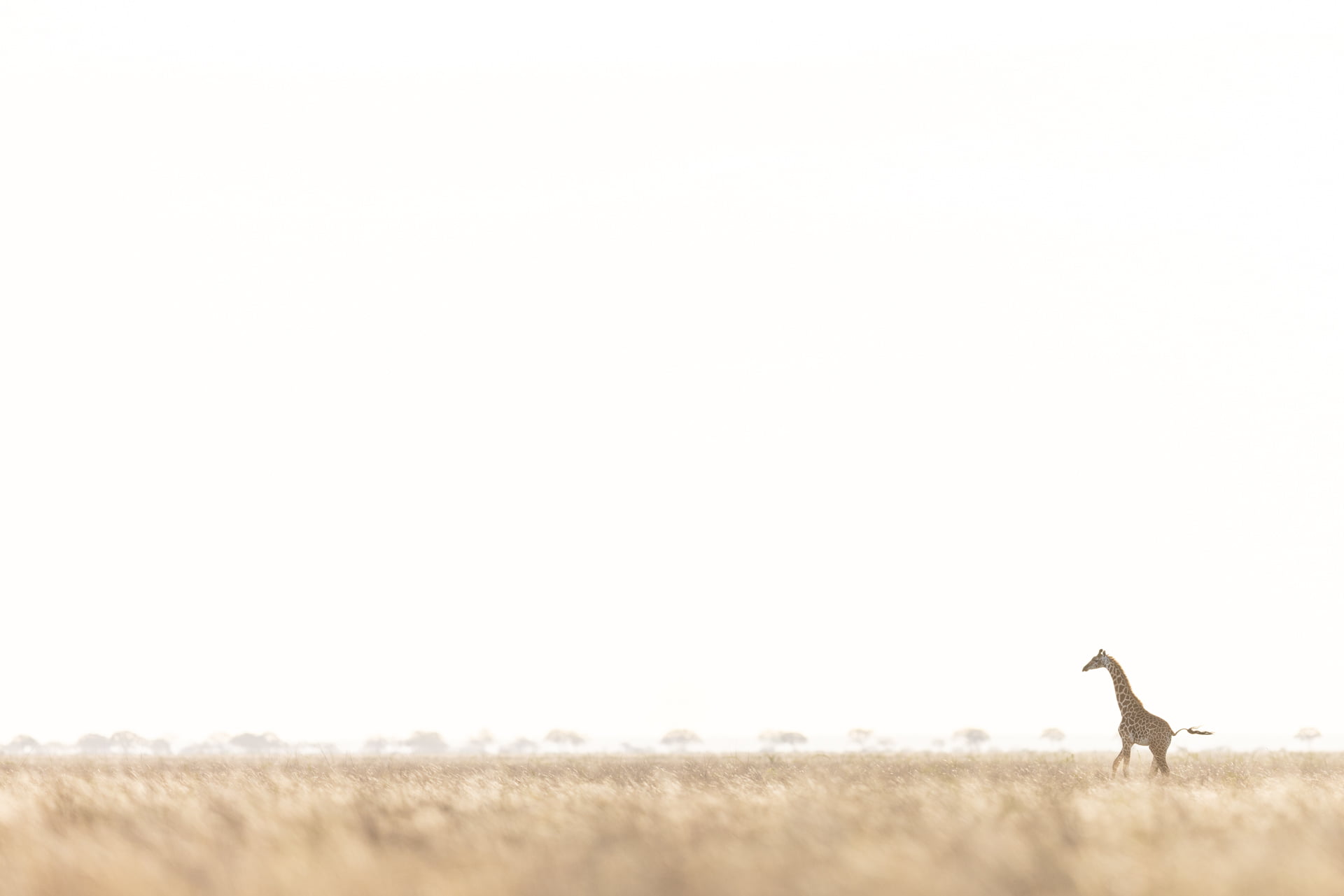 Une girafe marche dans la savane de Tsavo, Kenya - A giraffe walking in the savannah of Tsavo, Kenya / Giraffa camelopardalis