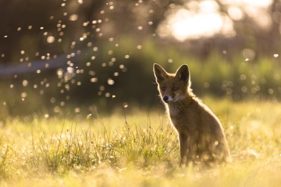 stage photo privatif en france
