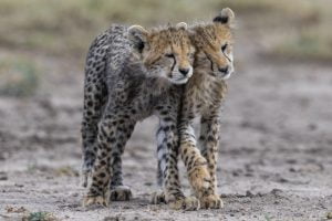 Deux jeunes guépard se font un calin dans la savane, Kenya - Two young cheetahs hug each other in the savannah, Kenya / Acinonyx jubatus