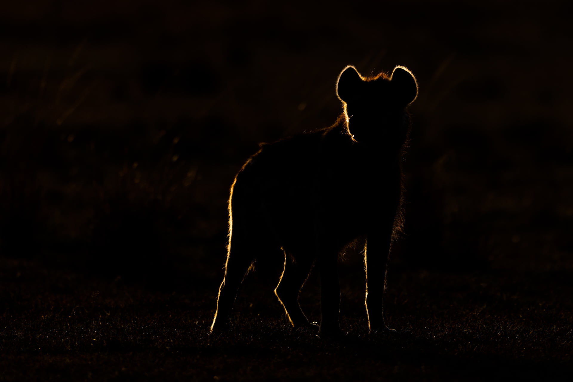 Silhouette d'une hyène pendant le lever du soleil, Kenya - Silhouette of a hyena during sunrise, Kenya / Crocuta crocuta