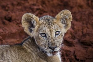 Portrait d'un bébé lion de la réserve de tsavo est, Kenya - Portrait of a baby lion from tsavo east reserve, Kenya / Panthera leo