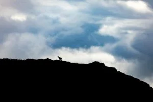 silhouette d'une biche sur la crète d'une montagne avec un arrière plan nuageux, île de Jura, écosse - silhouette of a doe on the crest of a mountain with a cloudy background, Jura island, scotland / Cervus Elaphus