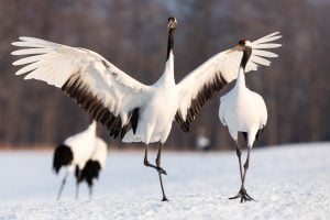 Une Grue du Japon danse et chante, Hokkaido, Japon - A Red-crowned Crane dances and sings, Hokkaido, Japan / Grus japonensis