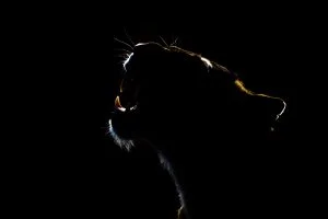 Portrait d'une lionne de tsavo est