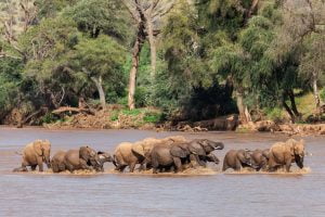 Une famille d'éléphants traversent une rivière