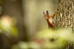 Un écureuil roux est dans un arbre en automne