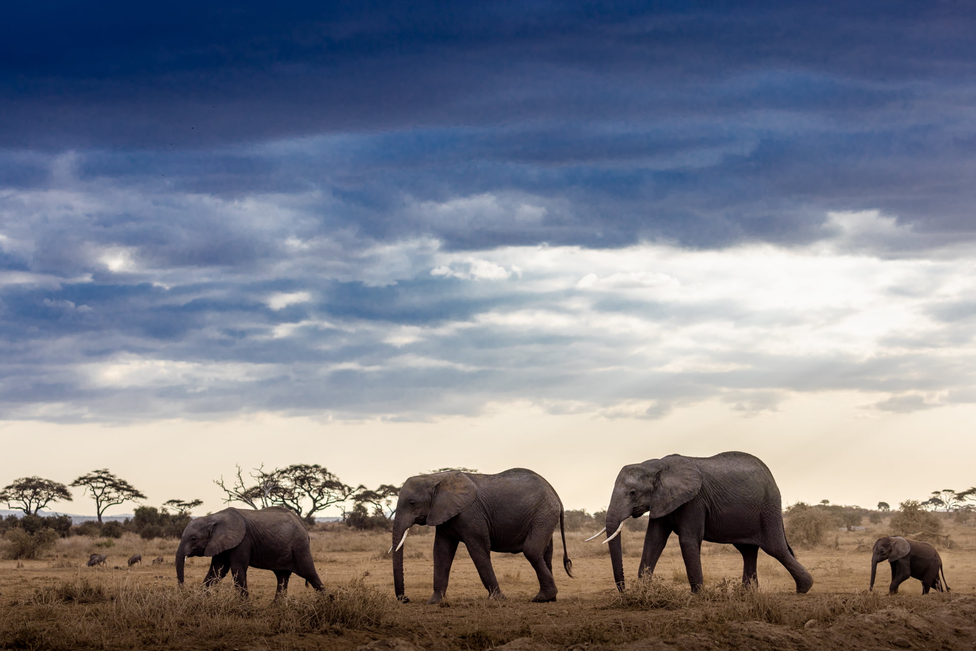 Une famille d'éléphants marche dans la réserve d'Amboseli