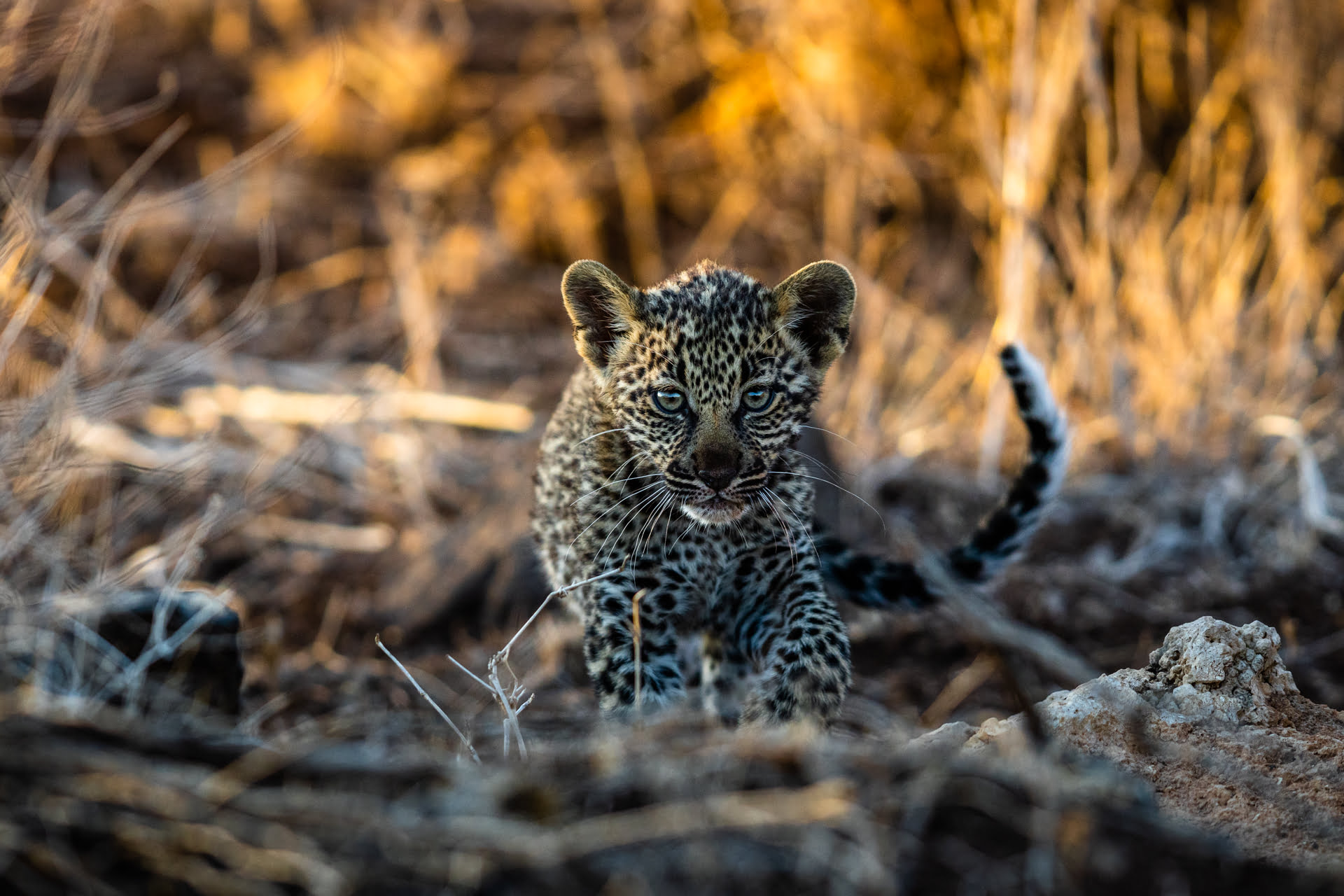 Face à face avec un jeune léopard