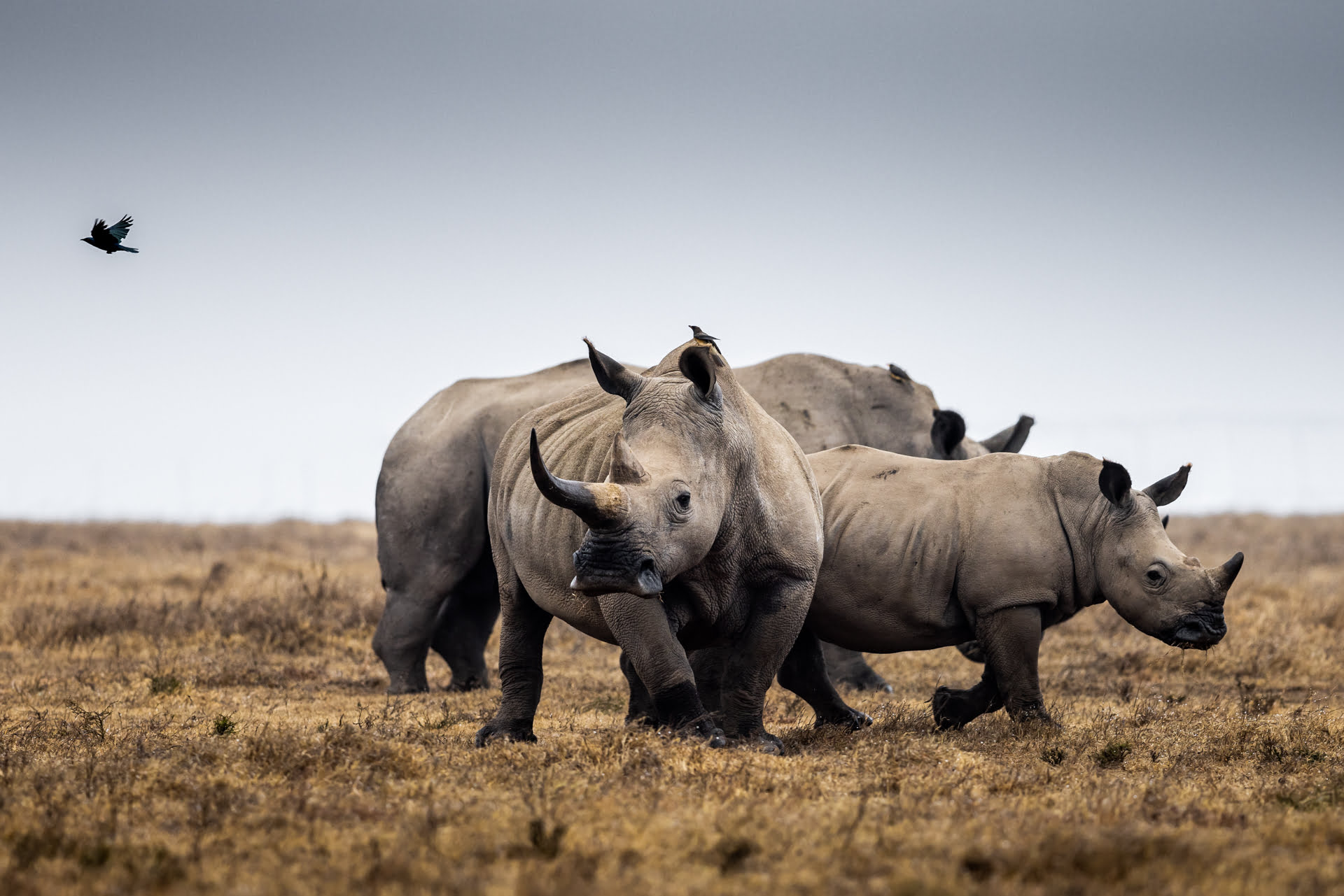 Une famille de Rhinocéros blanc marche dans la savane