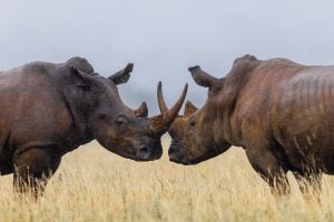 Deux rhinocéros blanc se battent dans la savane