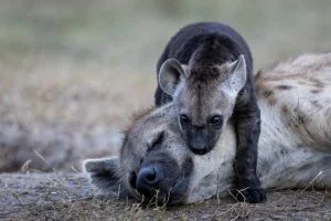 Un bébé Hyène tachetée fait des calins à sa mère