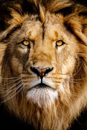 Portrait d'un lion