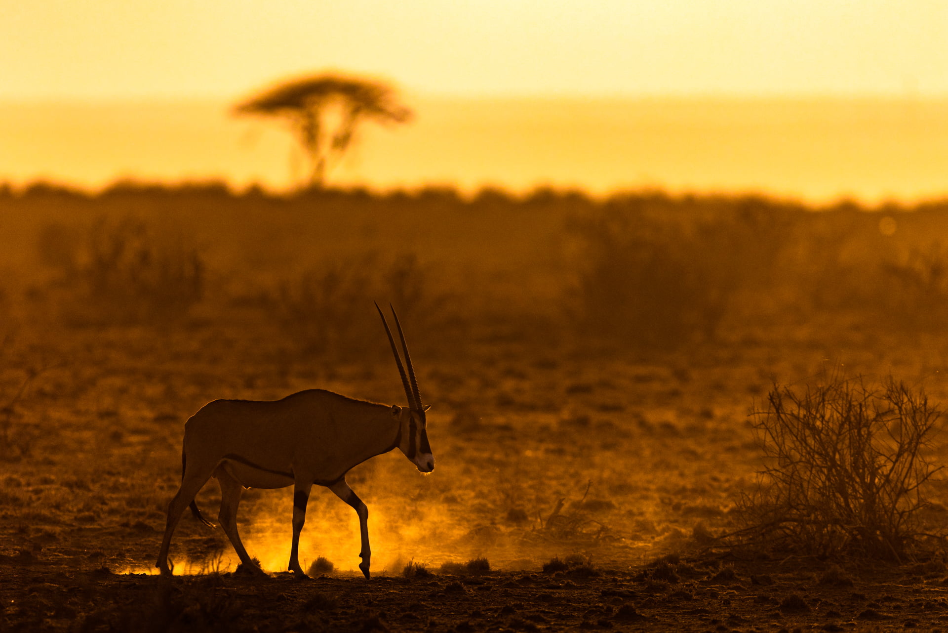 Un Oryx marche pendant le lever du soleil