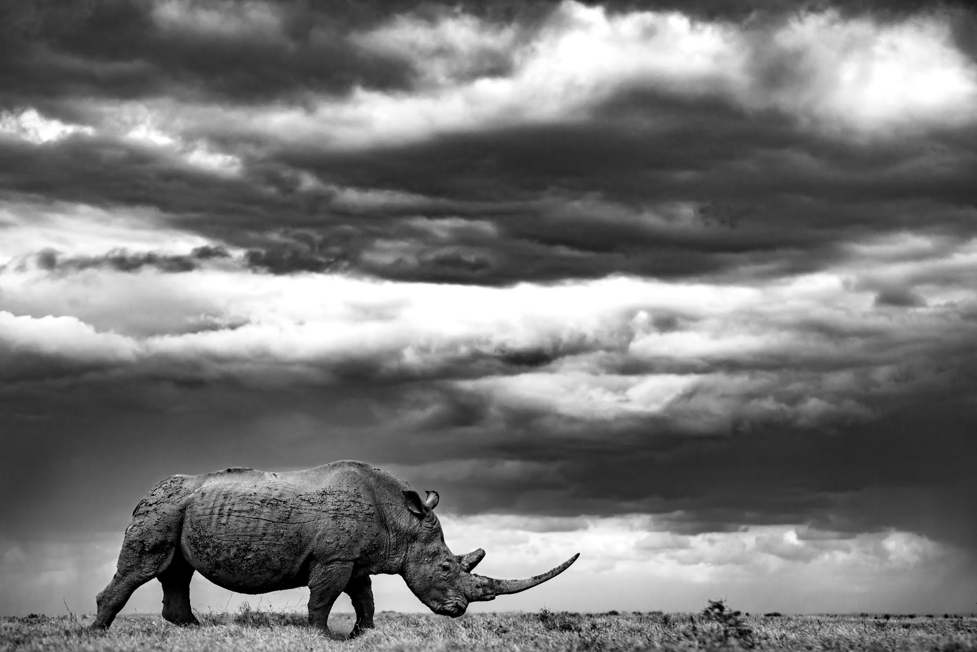 Rhinoceros en noir et blanc