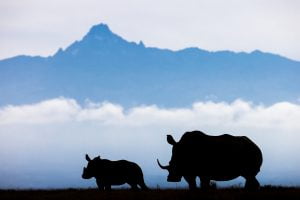 Silhouette de deux rhinocéros blancs