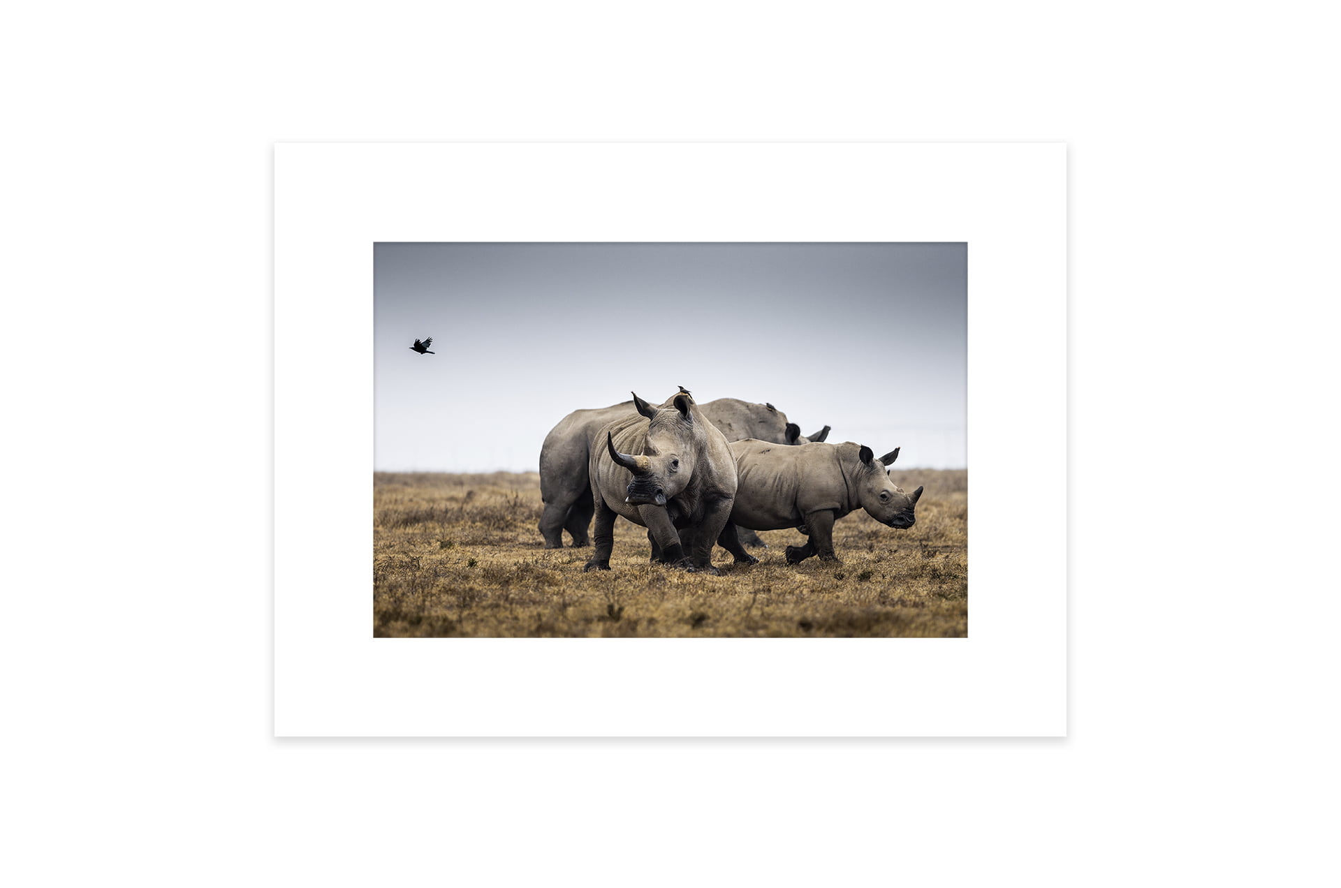 Une famille de Rhinocéros blanc marche dans la savane