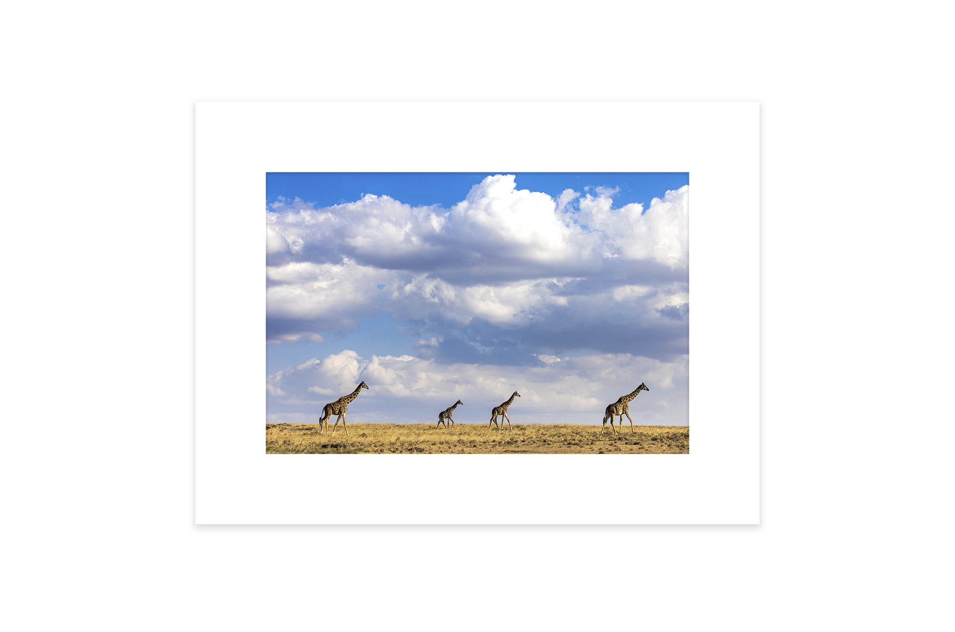 Une famille de girafes marche dans la savane