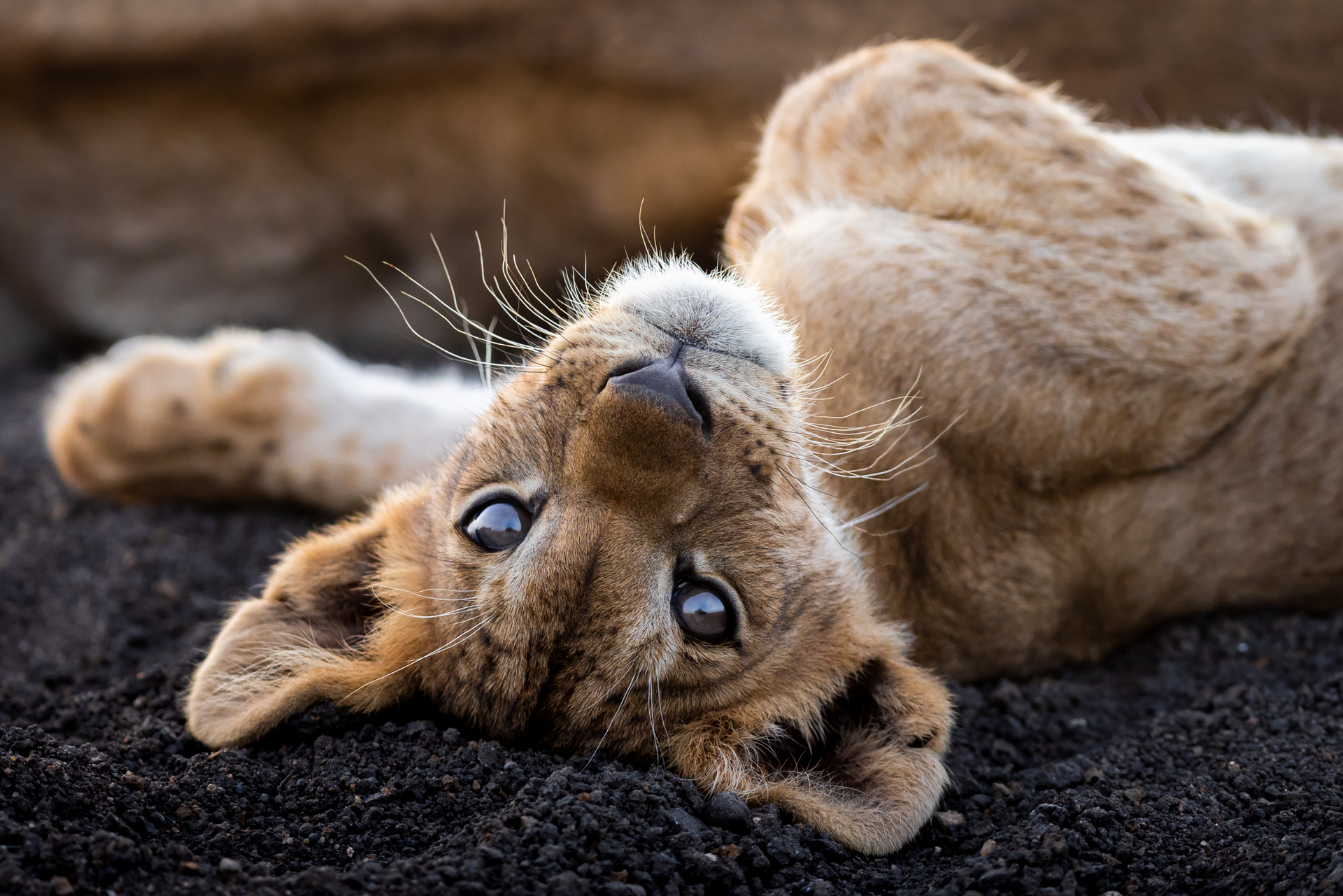 Portrait d'un jeune lion de Tsavo