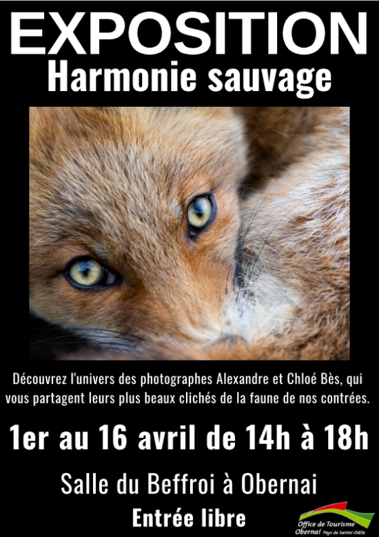 exposition à salle du Beffroi d’Obernai