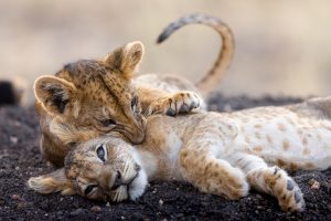 Interaction entre une famille de lion avec deux jeunes dans la réserve de tsavo est, Kenya - Interaction between a lion family with two young in the tsavo east reserve, Kenya / Panthera leo
