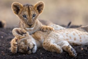 Interaction entre une famille de lion avec deux jeunes dans la réserve de tsavo est, Kenya - Interaction between a lion family with two young in the tsavo east reserve, Kenya / Panthera leo