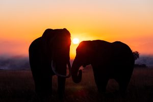 Deux éléphants mangent dans la savane pendant le lever du soleil, Zimbabwe - Two elephants eat in the savannah during sunrise, Zimbabwe / Loxodonta