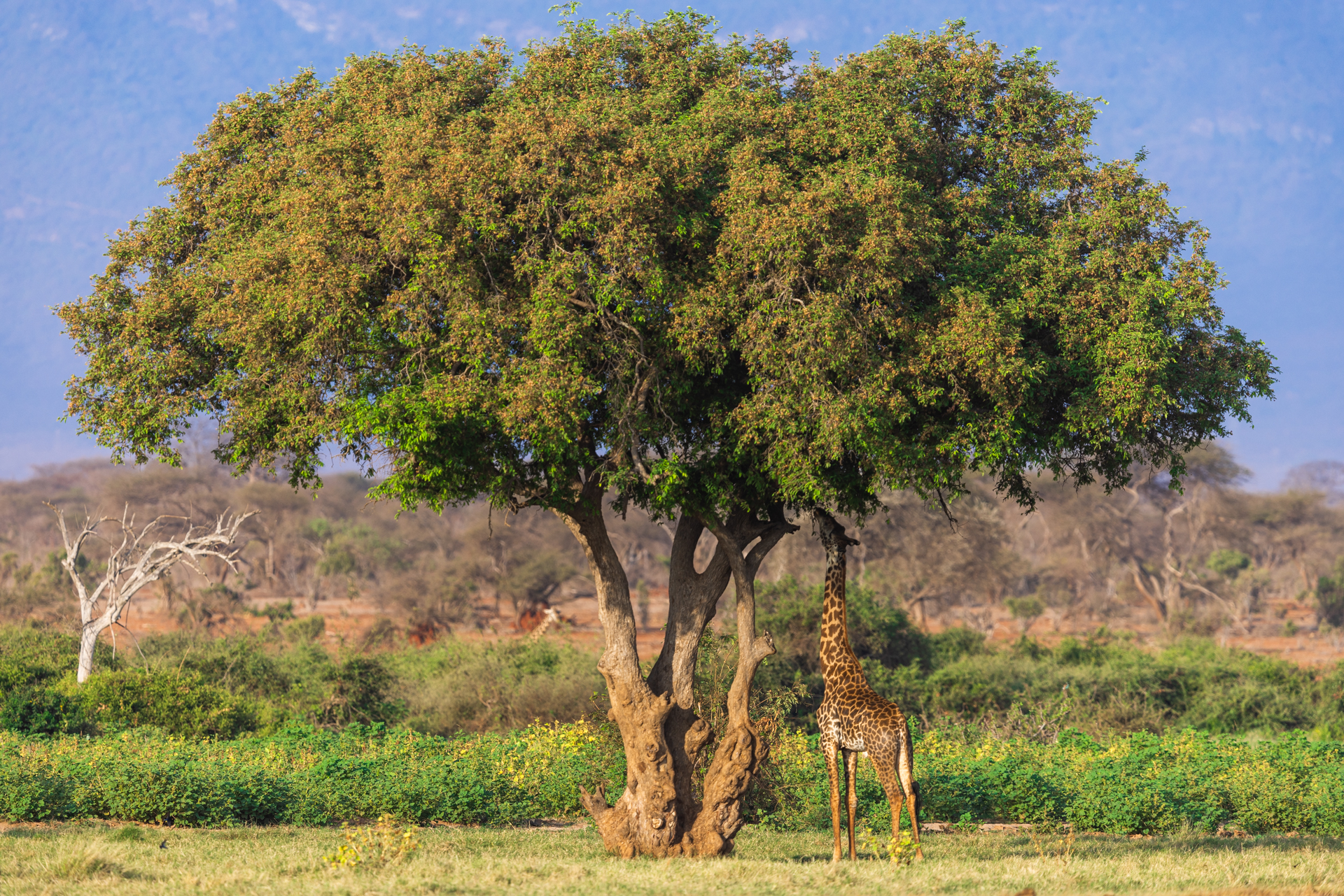Une girafe mange des feuilles d'un arbre, Kenya - A giraffe eats leaves from a tree, Kenya / Giraffa camelopardalis