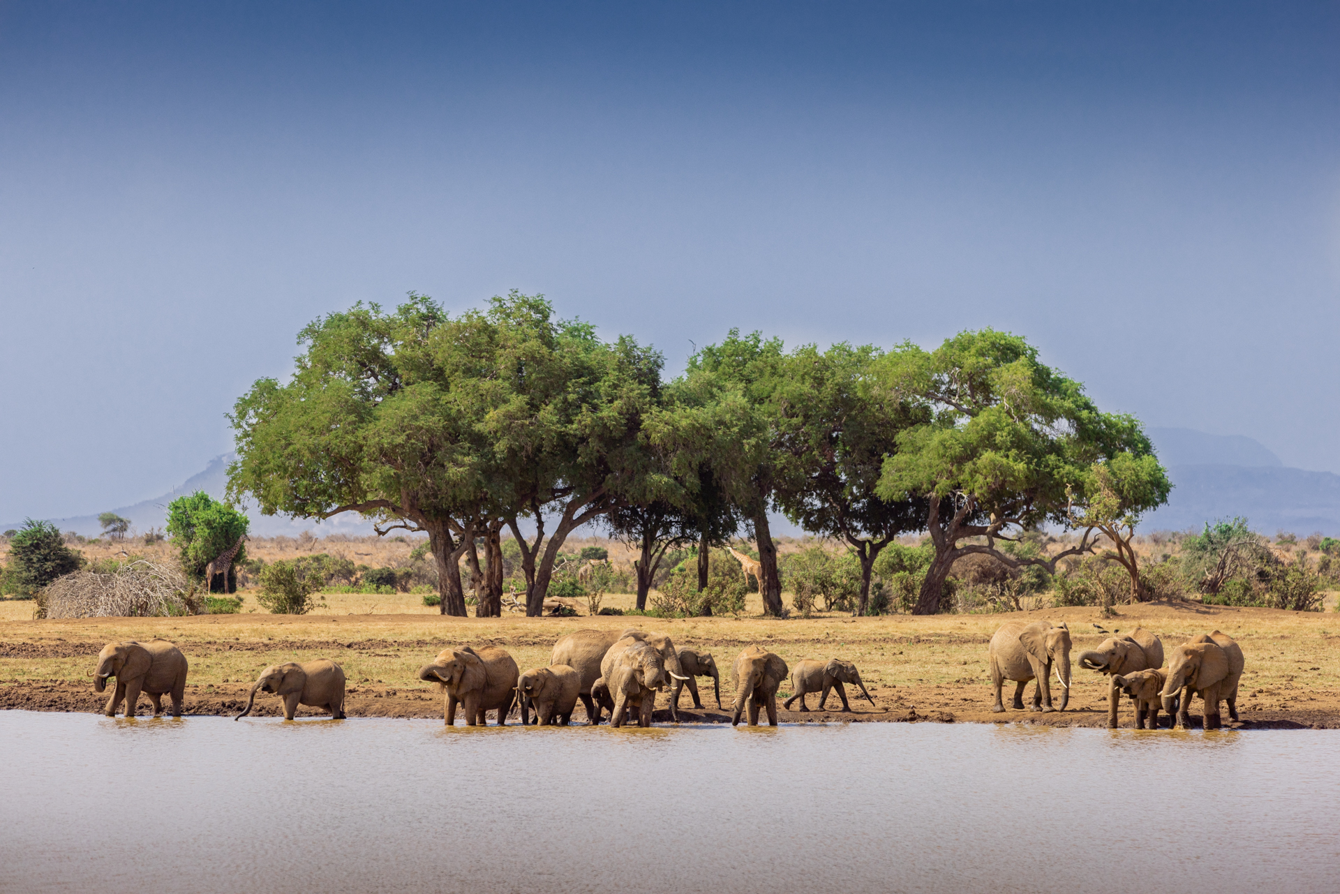 Une famille d'éléphants boit de l'eau dans la réserve de Tsavo EST, Kenya - A family of elephants drink water in the Tsavo East Game Reserve, Kenya / Loxodonta