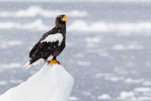 Pygargue de Steller se repose sur un glacier en mer, Hokkaido, Japon - Steller's Sea Eagle is resting on a glacier in the sea, Hokkaido, Japan / Haliaeetus pelagicus