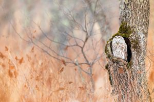 Chouette de l'Oural - Ural Owl - Strix uralensis