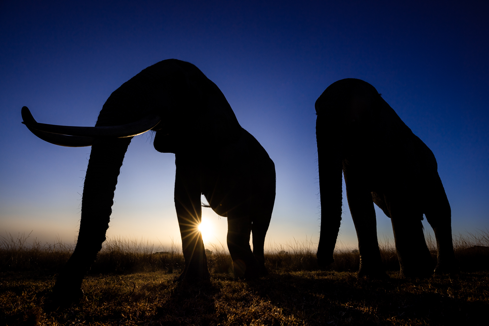 Deux éléphants marchent dans la savane pendant le lever du soleil, Zimbabwe - Two elephants walk in the savannah during sunrise, Zimbabwe / Loxodonta
