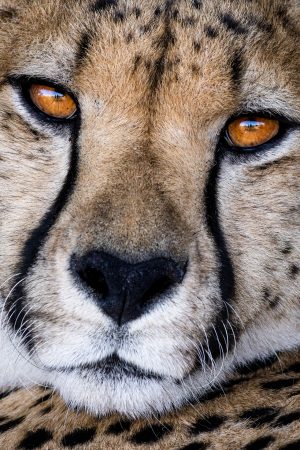 Portrait d'un guépard dans la savane, Zimbabwe - Portrait of a cheetah in the savannah, Zimbabwe / Acinonyx jubatus