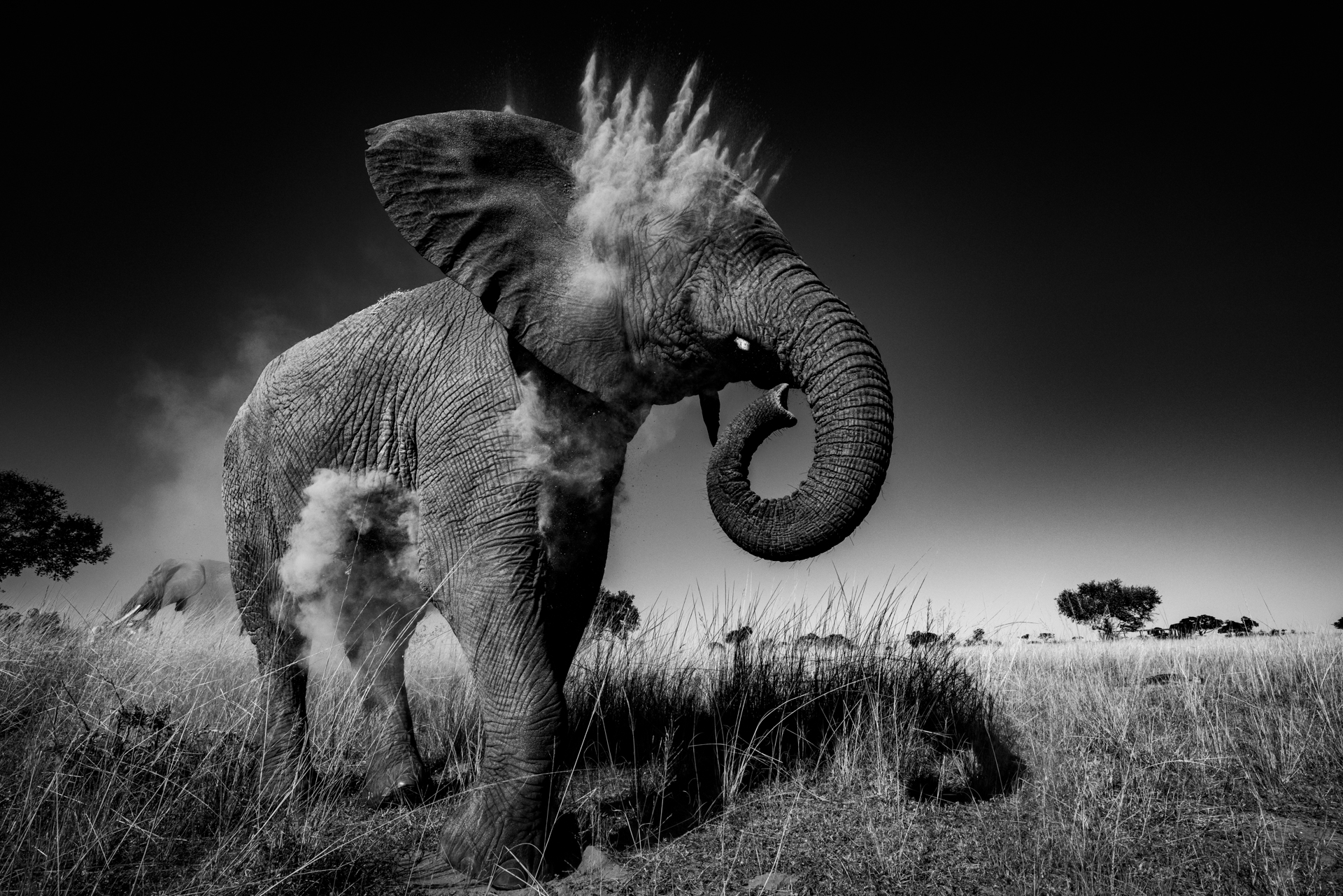 Portrait d'un éléphant en noir et blanc, Zimbabwe - Portrait of an elephant in black and white, Zimbabwe / Loxodonta