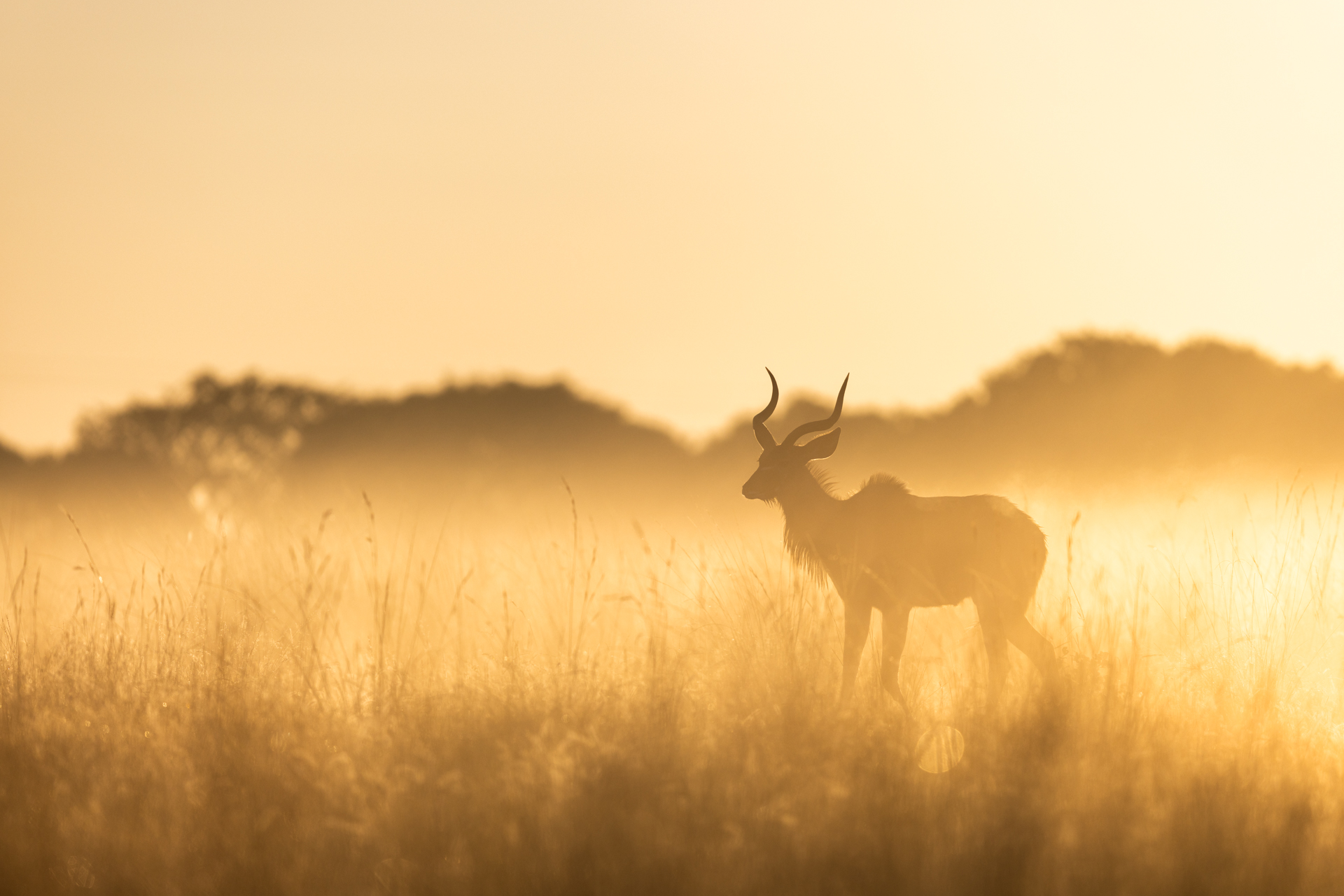 Un grand Koudou marche dans la savane pendant le lever du soleil, Zimbabwe - A Greater Kudu walks in the savannah during sunrise, Zimbabwe / Tragelaphus strepsiceros