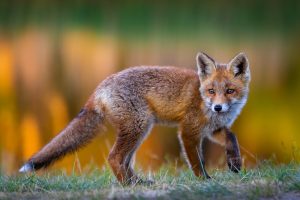 Renard roux - Red fox - Vulpes vulpes