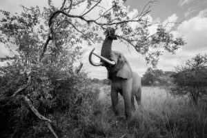 Portrait d'un éléphant en noir et blanc, Zimbabwe - Portrait of an elephant in black and white, Zimbabwe / Loxodonta
