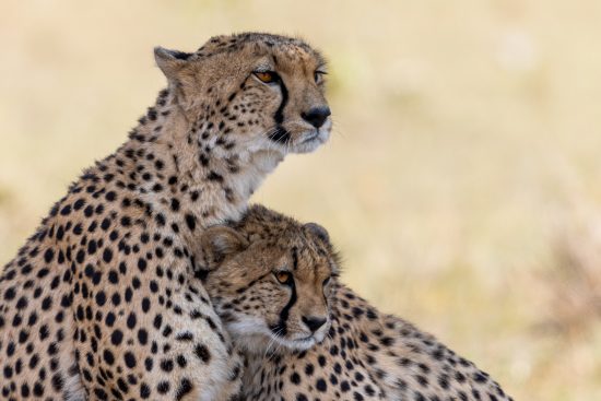 stage photo au kenya : masai mara – nakuru – buffalo springs