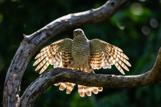 stage photo animalière en Alsace