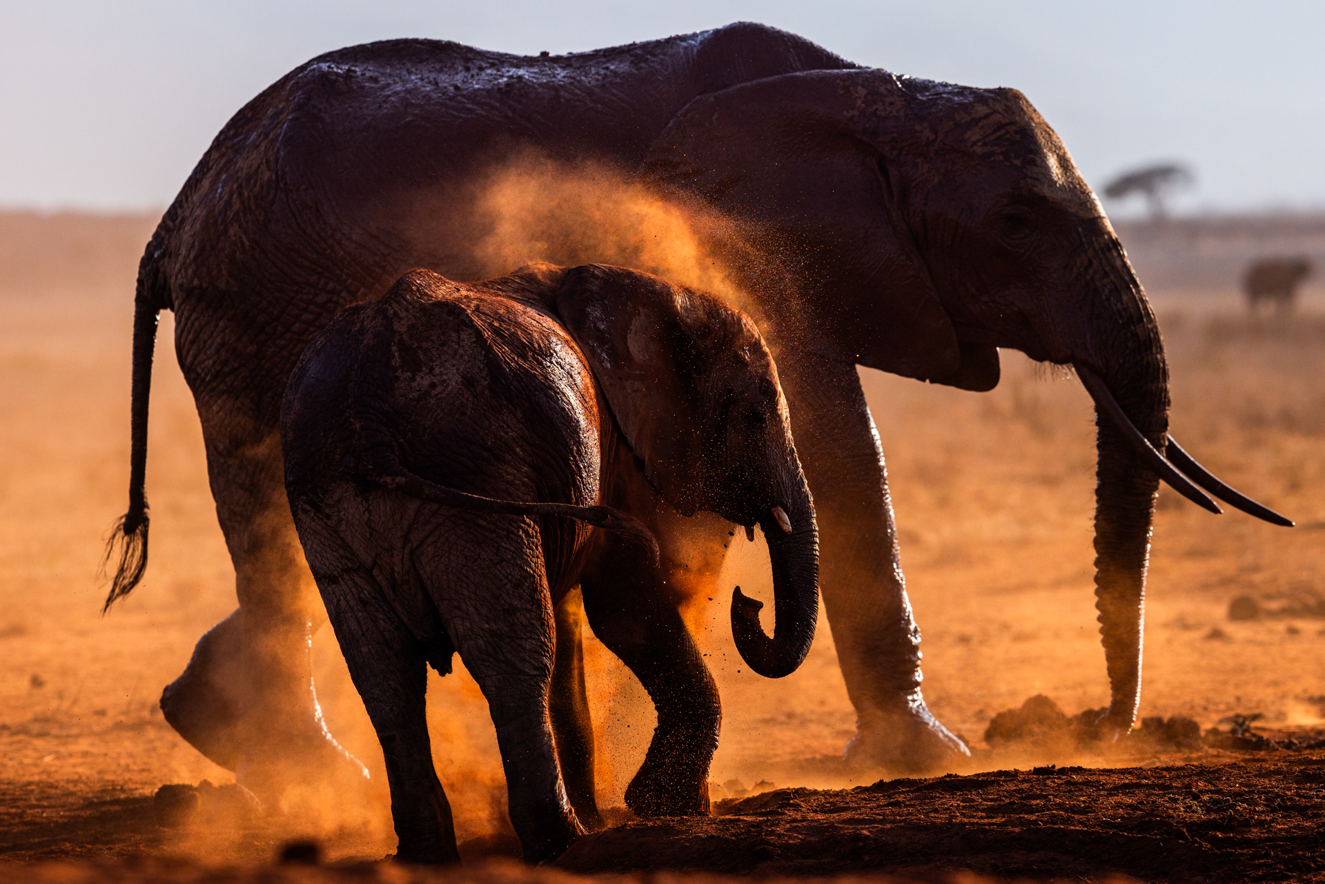 Un éléphant se jette de la terre rouge dans la réserve de Tsavo Est, Kenya - An elephant splashes out of red dirt in Tsavo East Game Reserve, Kenya / Loxodonta